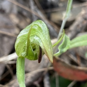Pterostylis nutans at Bungonia, NSW - 16 Oct 2022