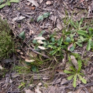 Chiloglottis valida at Tralee, NSW - suppressed