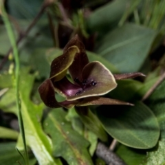 Chiloglottis valida at Tralee, NSW - suppressed