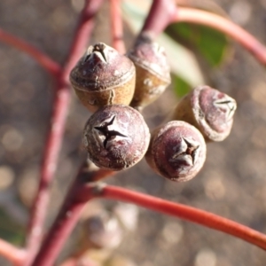 Eucalyptus blakelyi at Rye Park, NSW - 15 Oct 2022