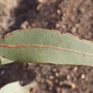 Eucalyptus blakelyi at Rye Park, NSW - 15 Oct 2022