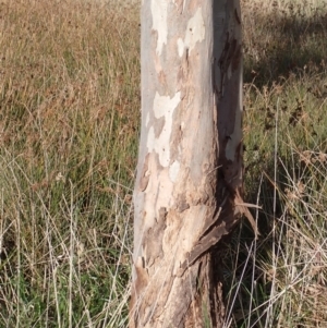 Eucalyptus blakelyi at Rye Park, NSW - 15 Oct 2022