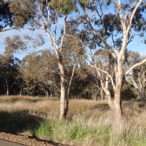 Eucalyptus blakelyi at Rye Park, NSW - 15 Oct 2022