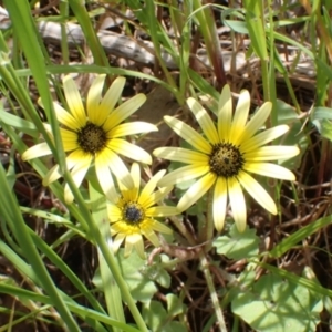 Arctotheca calendula at Boorowa, NSW - 15 Oct 2022