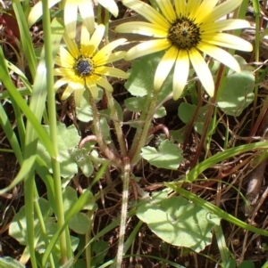 Arctotheca calendula at Boorowa, NSW - 15 Oct 2022