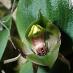 Chiloglottis valida (Large Bird Orchid) at QPRC LGA - 6 Oct 2016 by dan.clark