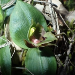 Chiloglottis valida at Tralee, NSW - 6 Oct 2016