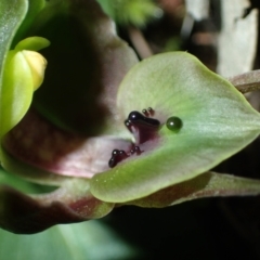 Chiloglottis valida at Tralee, NSW - 6 Oct 2016