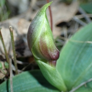 Chiloglottis valida at Tralee, NSW - 6 Oct 2016