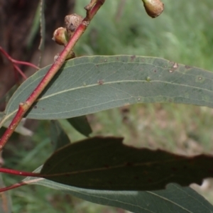 Eucalyptus melliodora at Boorowa, NSW - 15 Oct 2022 12:30 PM