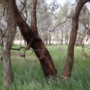 Eucalyptus melliodora at Boorowa, NSW - 15 Oct 2022 12:30 PM