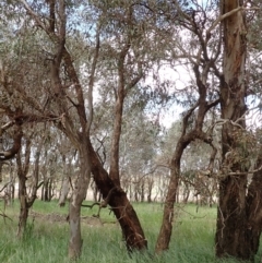 Eucalyptus melliodora at Boorowa, NSW - 15 Oct 2022 12:30 PM