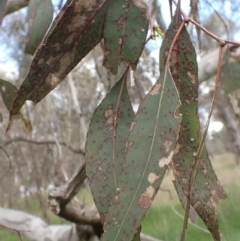 Eucalyptus blakelyi at Boorowa, NSW - 15 Oct 2022