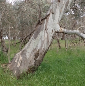 Eucalyptus blakelyi at Boorowa, NSW - 15 Oct 2022