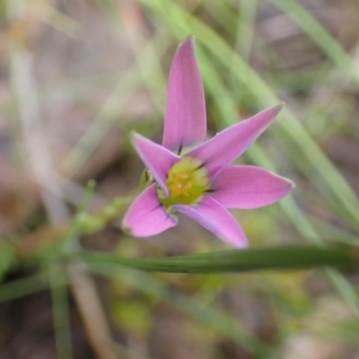 Romulea rosea var. australis (Onion Grass) at Frogmore, NSW - 15 Oct 2022 by drakes
