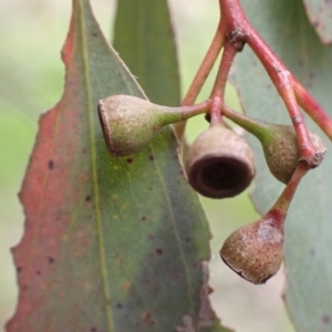 Eucalyptus melliodora at Frogmore, NSW - 15 Oct 2022