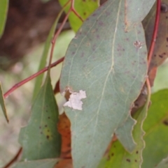 Eucalyptus melliodora at Frogmore, NSW - 15 Oct 2022