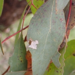 Eucalyptus melliodora at Frogmore, NSW - 15 Oct 2022 01:53 PM