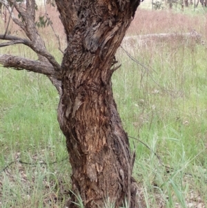 Eucalyptus melliodora at Frogmore, NSW - 15 Oct 2022
