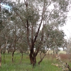 Eucalyptus melliodora at Frogmore, NSW - 15 Oct 2022