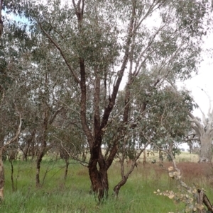 Eucalyptus melliodora at Frogmore, NSW - 15 Oct 2022 01:53 PM