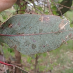 Eucalyptus blakelyi at Frogmore, NSW - 15 Oct 2022