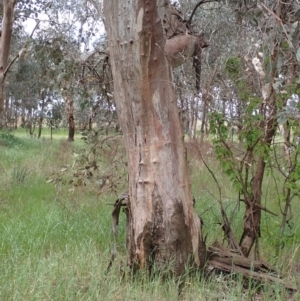 Eucalyptus blakelyi at Frogmore, NSW - 15 Oct 2022 01:55 PM