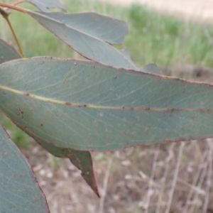 Eucalyptus albens at Frogmore, NSW - 15 Oct 2022