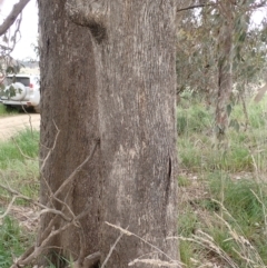 Eucalyptus albens at Frogmore, NSW - 15 Oct 2022