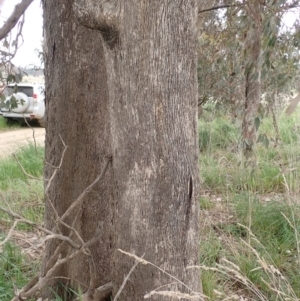 Eucalyptus albens at Frogmore, NSW - 15 Oct 2022