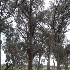 Eucalyptus albens at Frogmore, NSW - 15 Oct 2022