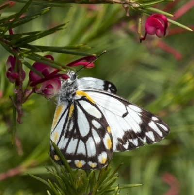 Belenois java (Caper White) at Penrose - 16 Oct 2022 by Aussiegall