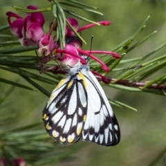 Belenois java at Penrose, NSW - 16 Oct 2022