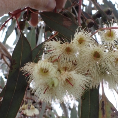 Eucalyptus sideroxylon subsp. sideroxylon (Mugga Ironbark or Red Ironbark) at Frogmore, NSW - 15 Oct 2022 by drakes