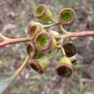 Eucalyptus sideroxylon subsp. sideroxylon at Frogmore, NSW - 15 Oct 2022