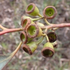 Eucalyptus sideroxylon subsp. sideroxylon at Frogmore, NSW - 15 Oct 2022