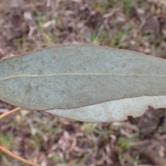 Eucalyptus sideroxylon subsp. sideroxylon at Frogmore, NSW - 15 Oct 2022