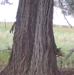Eucalyptus sideroxylon subsp. sideroxylon at Frogmore, NSW - 15 Oct 2022