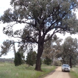 Eucalyptus sideroxylon subsp. sideroxylon at Frogmore, NSW - 15 Oct 2022