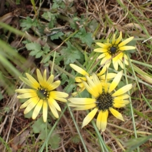 Arctotheca calendula at Frogmore, NSW - 15 Oct 2022 02:06 PM