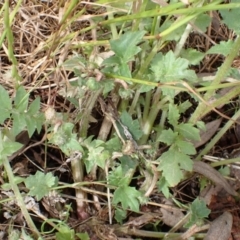 Arctotheca calendula at Frogmore, NSW - 15 Oct 2022