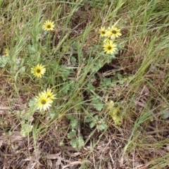 Arctotheca calendula at Frogmore, NSW - 15 Oct 2022 02:06 PM