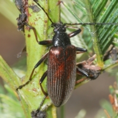 Homotrysis cisteloides (Darkling beetle) at O'Connor, ACT - 16 Oct 2022 by Harrisi