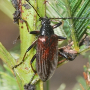 Homotrysis cisteloides at O'Connor, ACT - 16 Oct 2022 02:09 PM