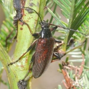 Homotrysis cisteloides at O'Connor, ACT - 16 Oct 2022 02:09 PM