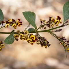 Daviesia latifolia (Hop Bitter-Pea) at Wingecarribee Local Government Area - 16 Oct 2022 by Aussiegall