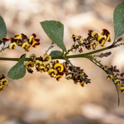 Daviesia latifolia (Hop Bitter-Pea) at Penrose, NSW - 16 Oct 2022 by Aussiegall