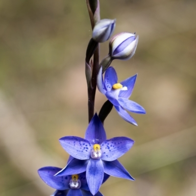 Thelymitra x truncata (Truncate Sun Orchid) at Penrose - 16 Oct 2022 by Aussiegall