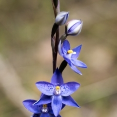 Thelymitra x truncata (Truncate Sun Orchid) at Penrose, NSW - 16 Oct 2022 by Aussiegall