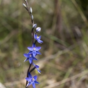 Thelymitra x truncata at Penrose, NSW - suppressed